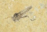 Detailed Fossil March Fly (Bibionidae) - France #254193-1